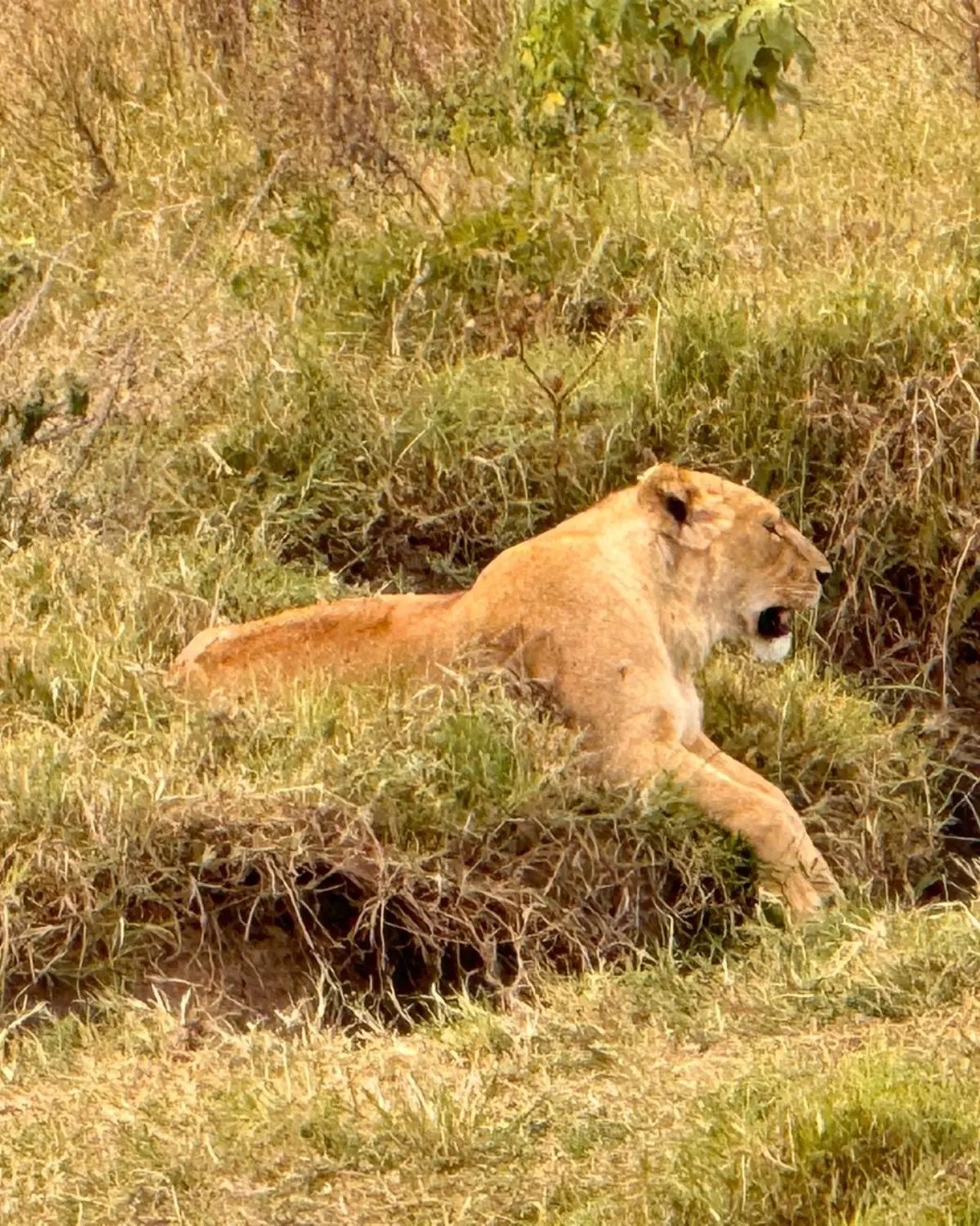 Serengeti 5